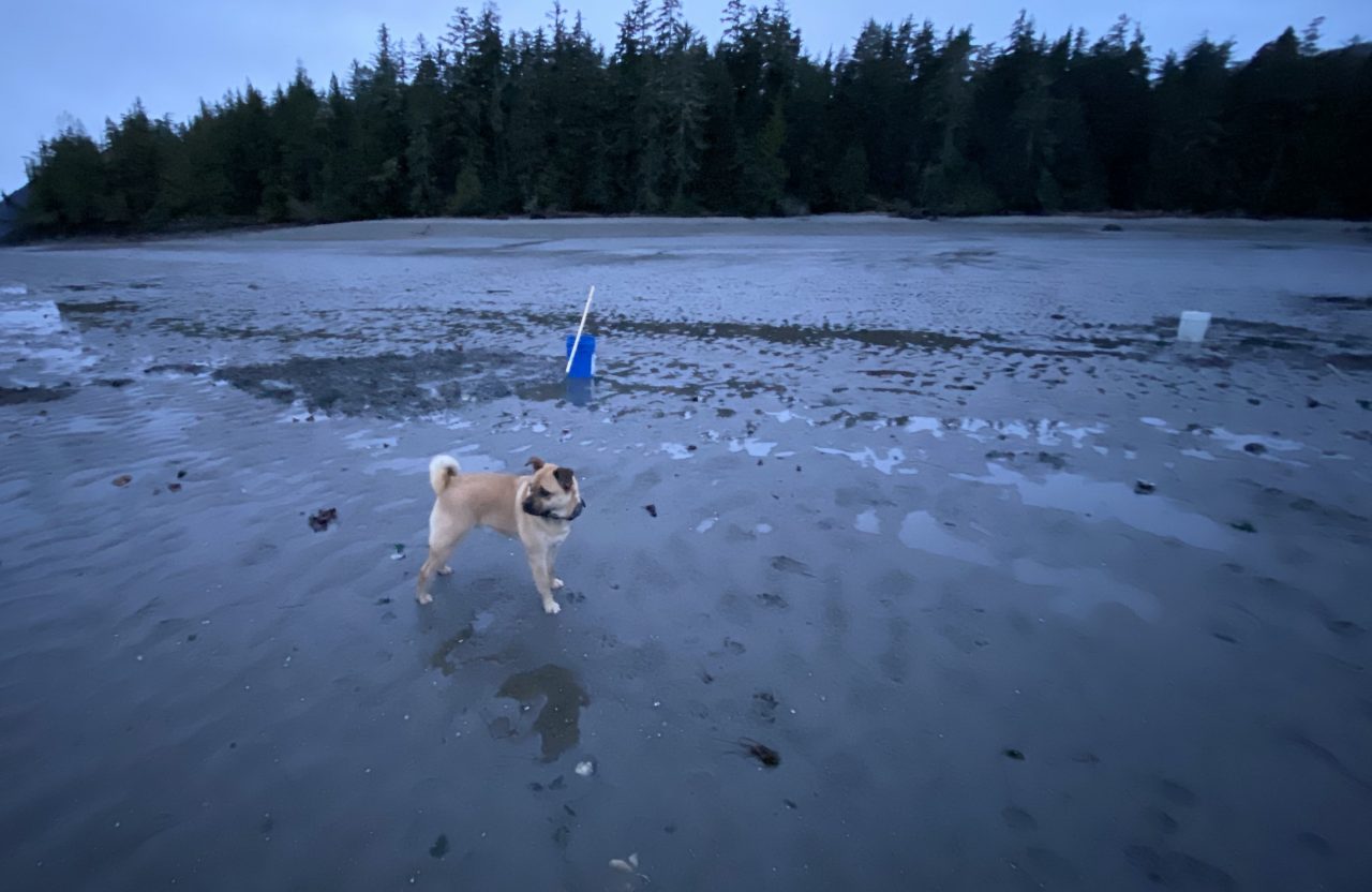 A dog in cockle beach