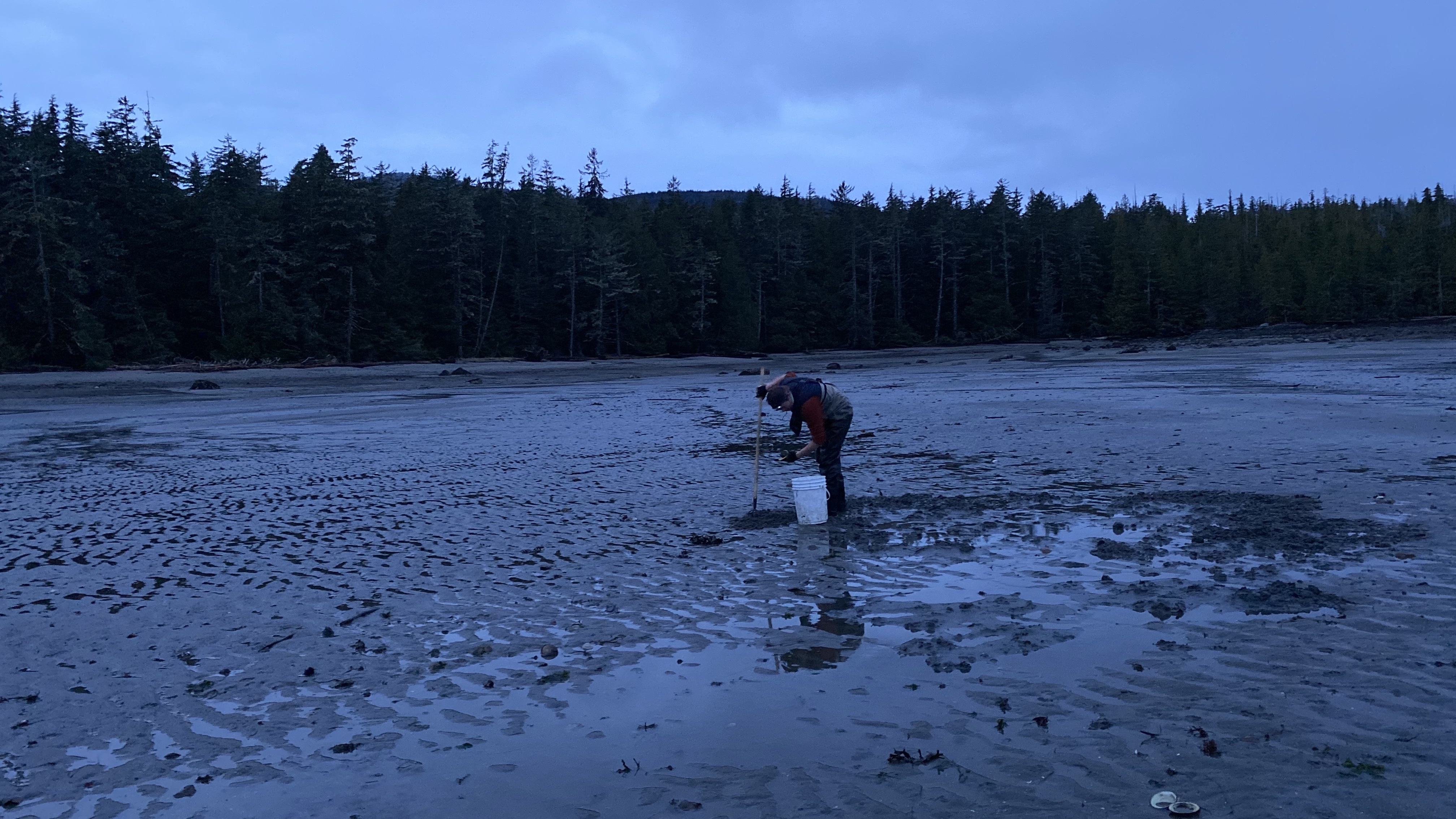 A woman digging cockle in the cockle beach