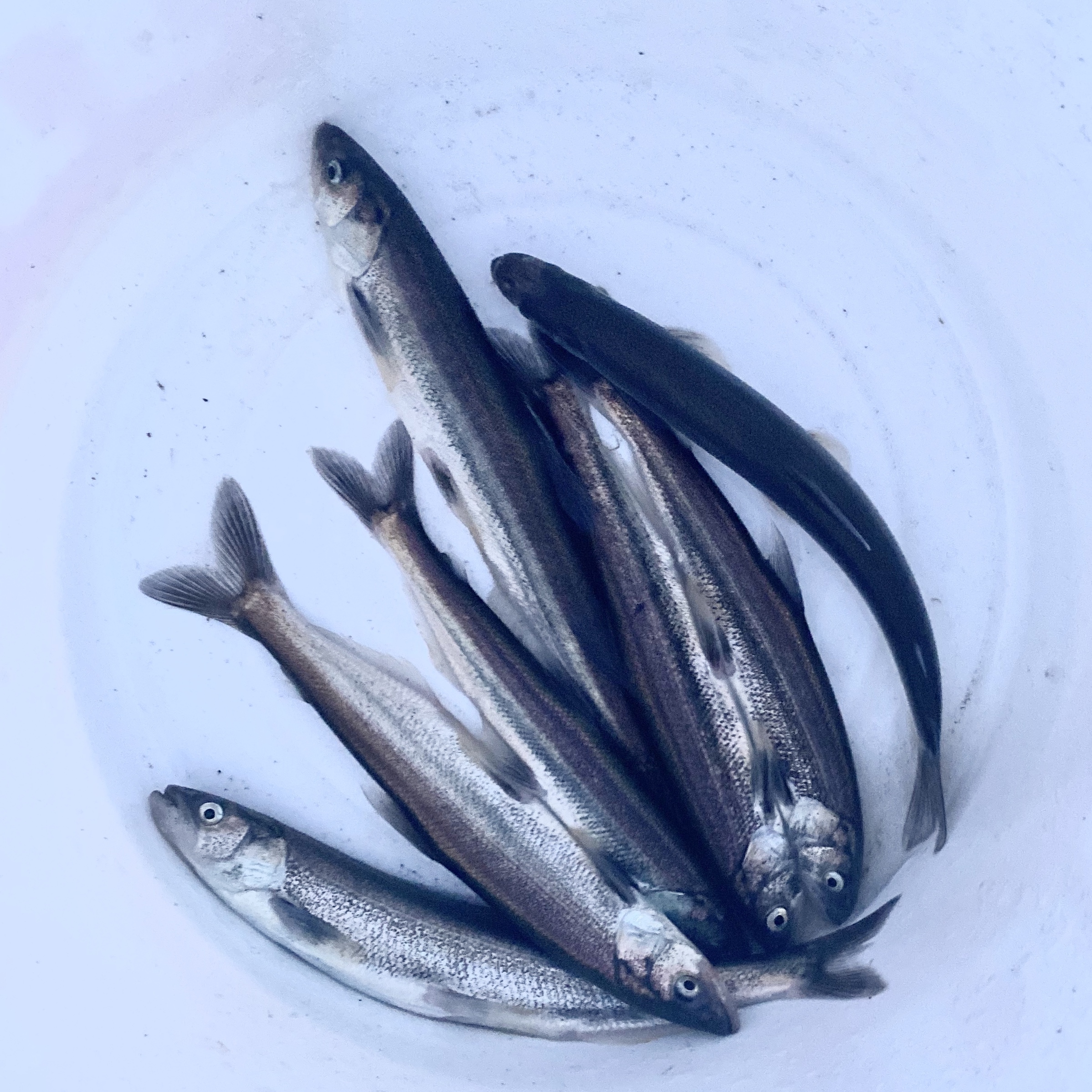 A few eulachon caught in the dip net