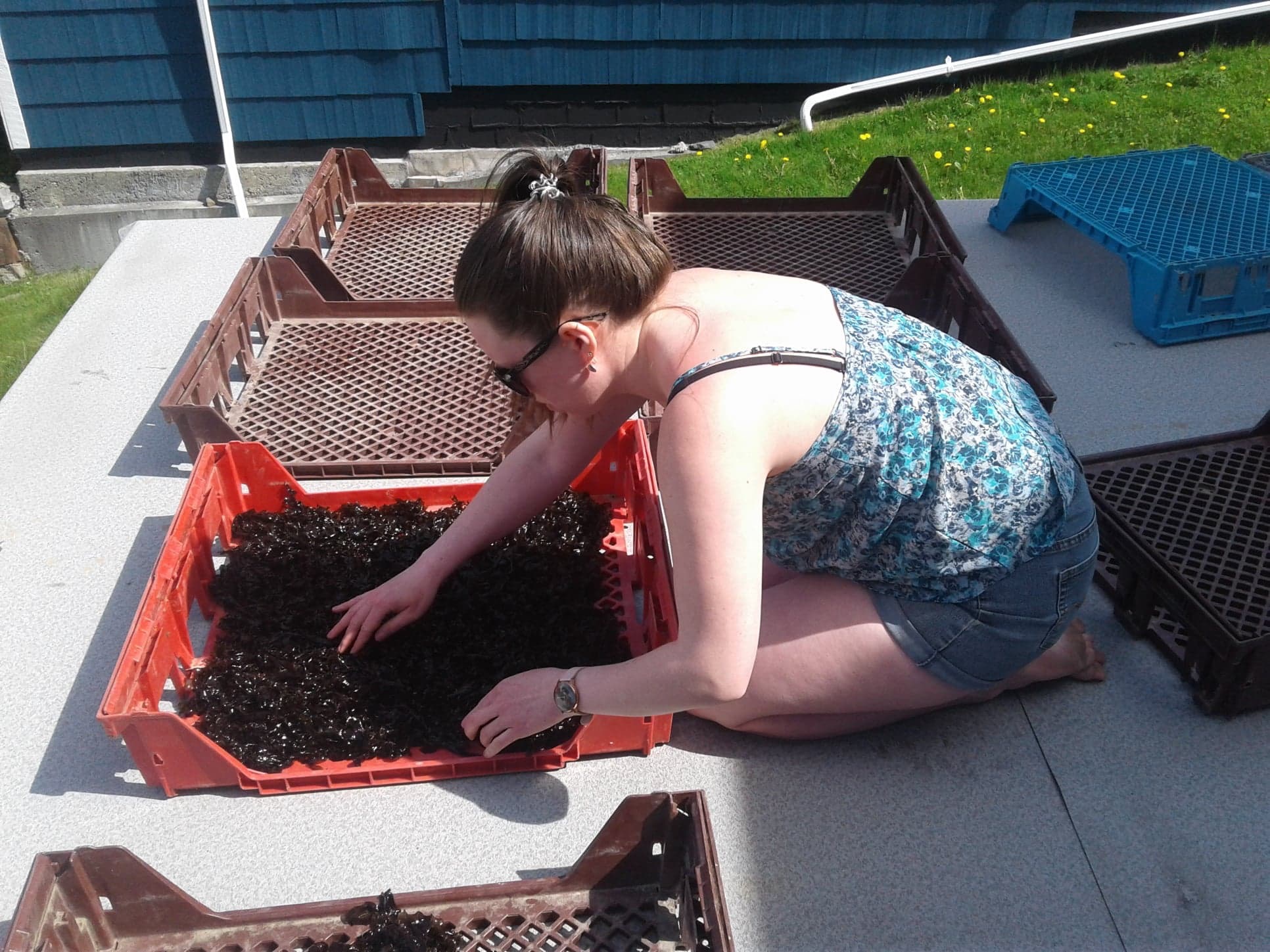 lady sorting the dried seaweed into crates