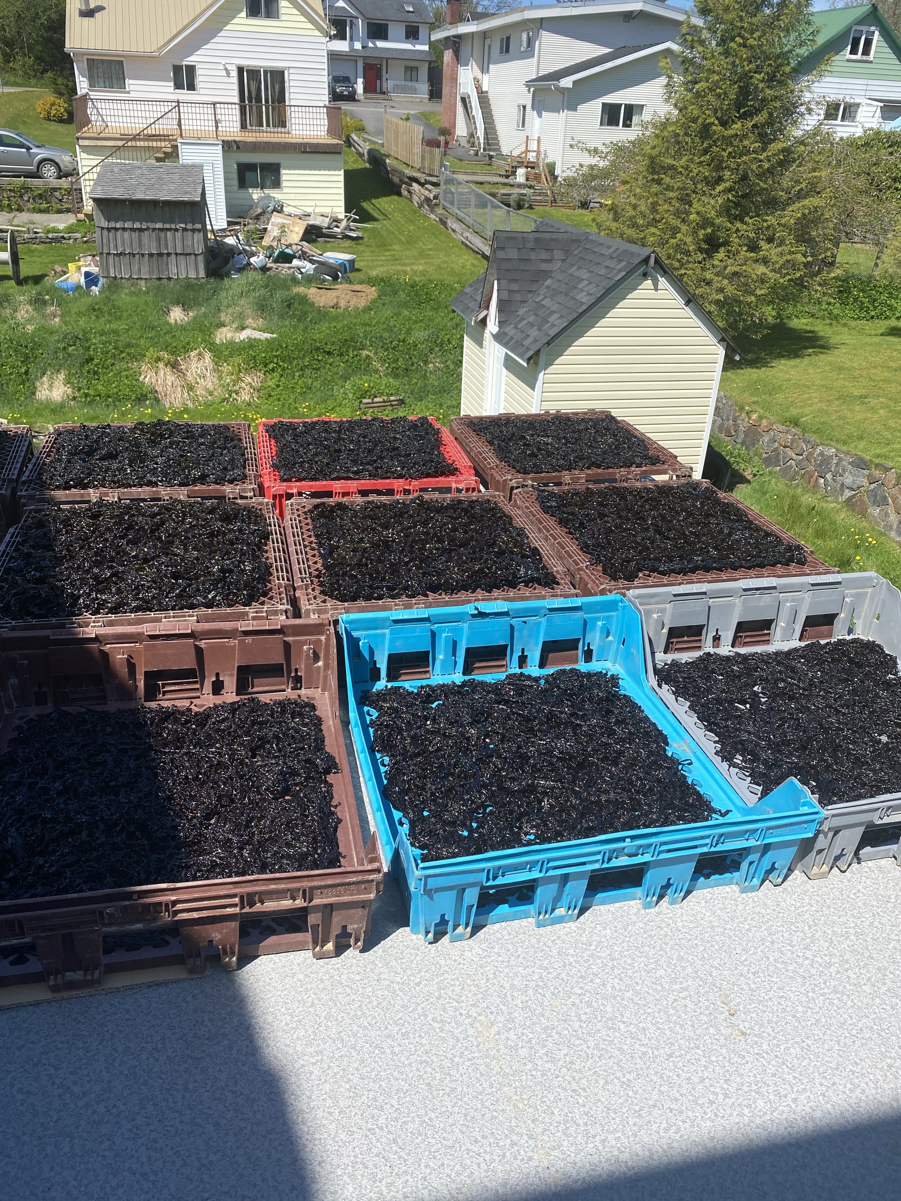 nine crates of dried seaweed outside in a garden