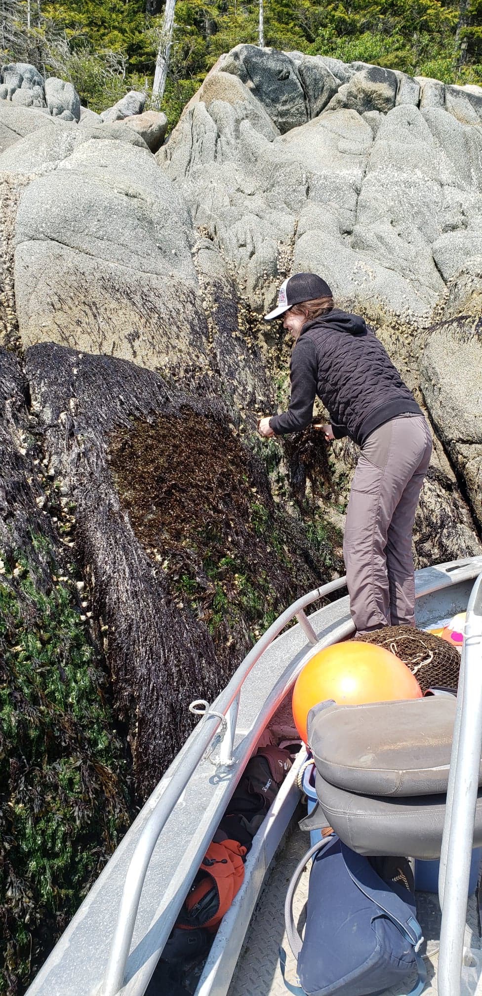 A lady harvesting ła̱'a̱sk using a boat to access steep terrain