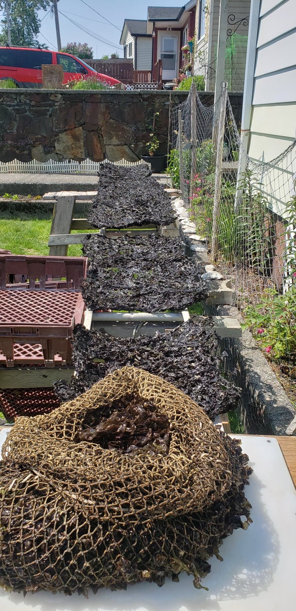 seaweed drying in the sun