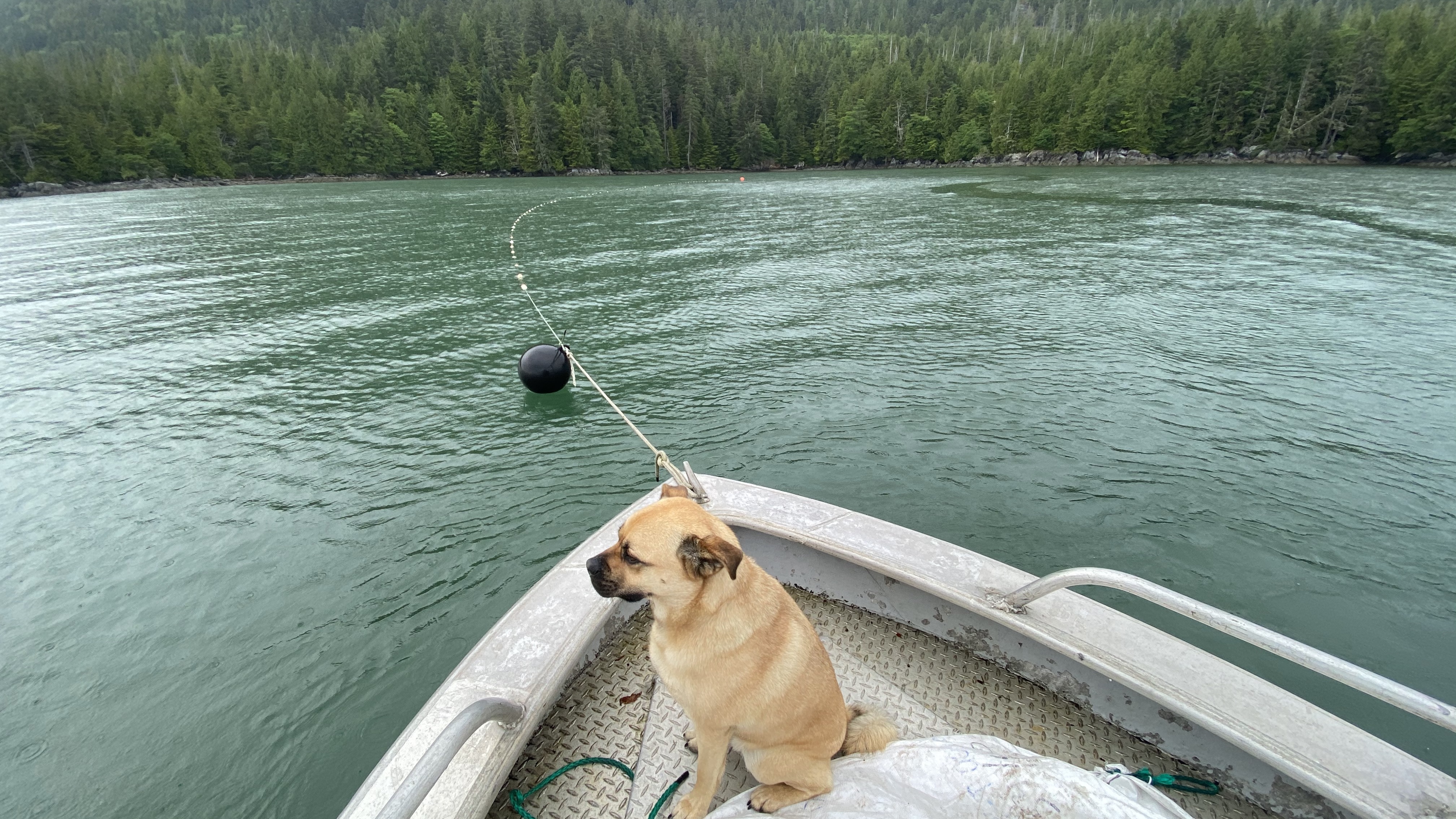 a dog in a boat