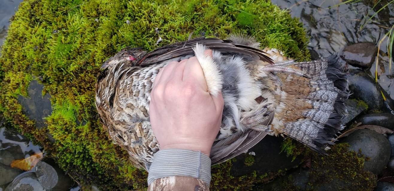  a person grabbing the feathers and skin on the underside of the ma̱xmeex