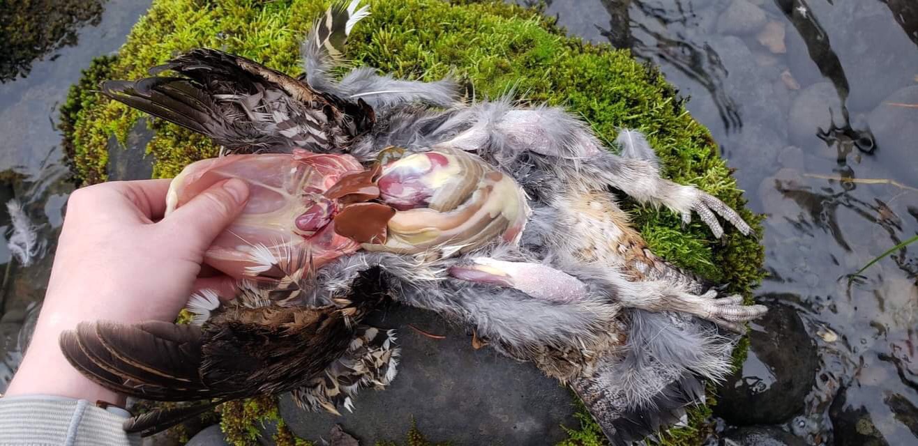 the breast plate on the underside of the ma̱xmeex breast