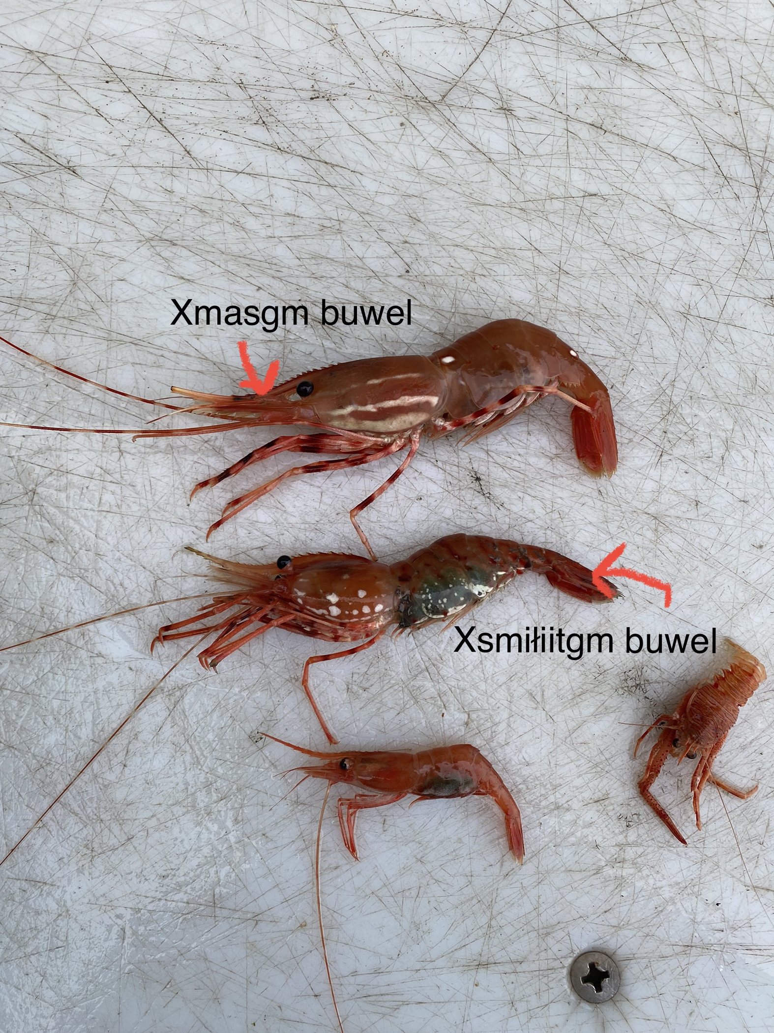different types of prawns 