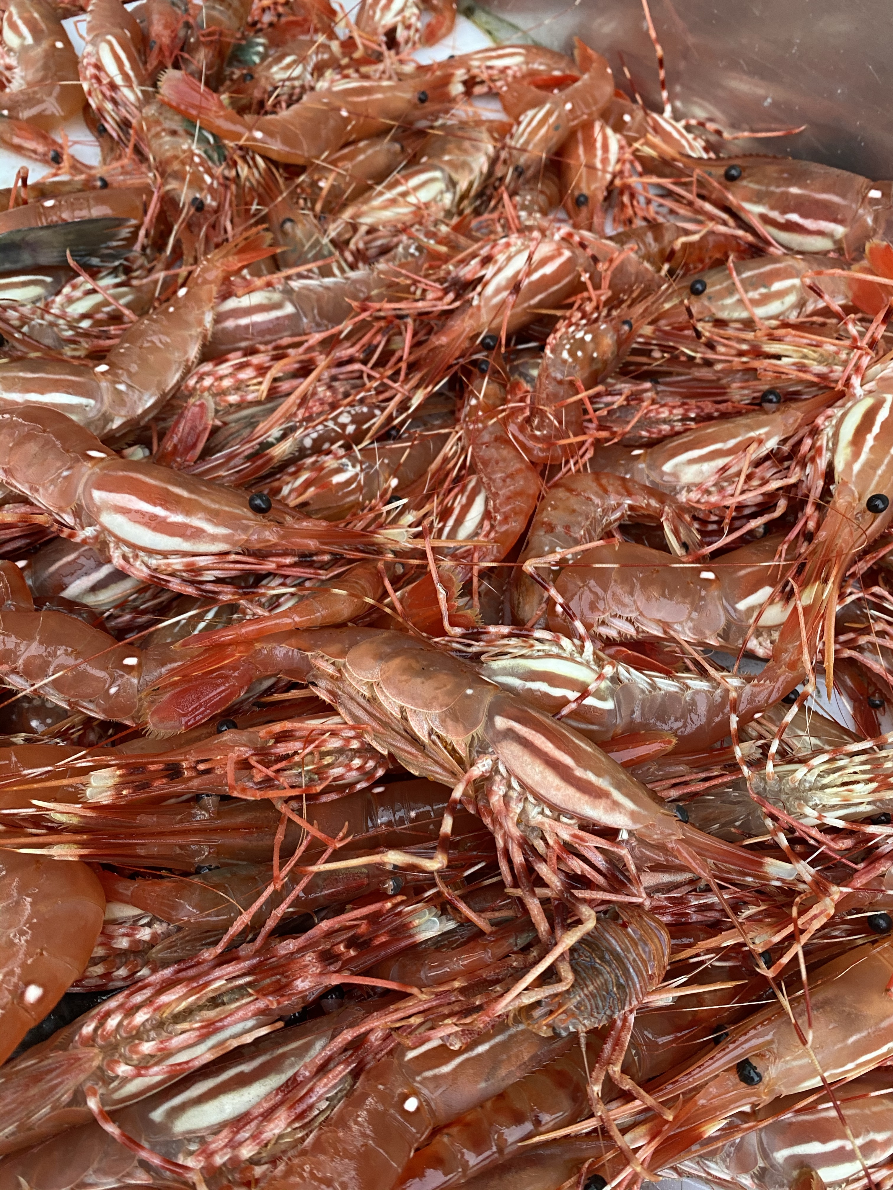 A close up of Likleksm buwel