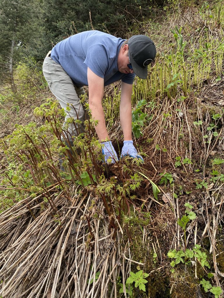 Young man digging up a huułens plant