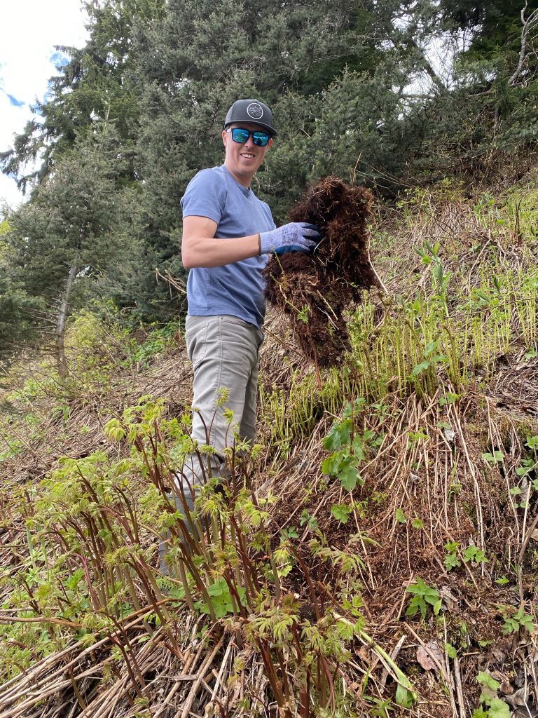 Young man holding dug up huułens root