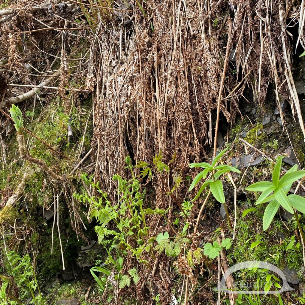 Huułens mixed in with other vegetation in nature