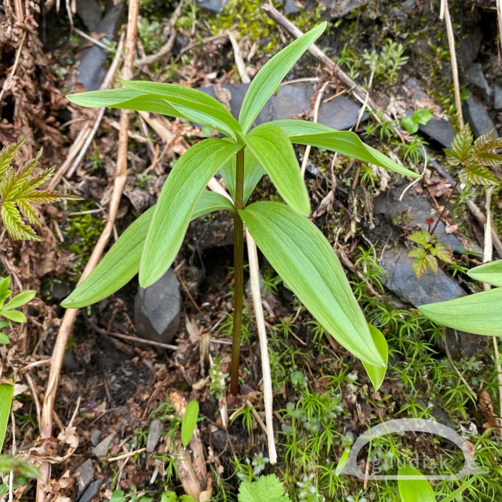 A young huułens plant