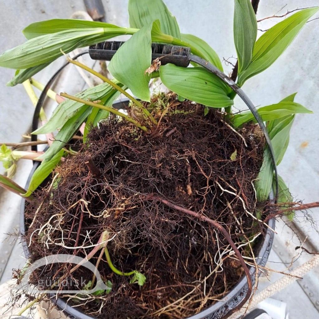 A bucket of freshly harvested huułens