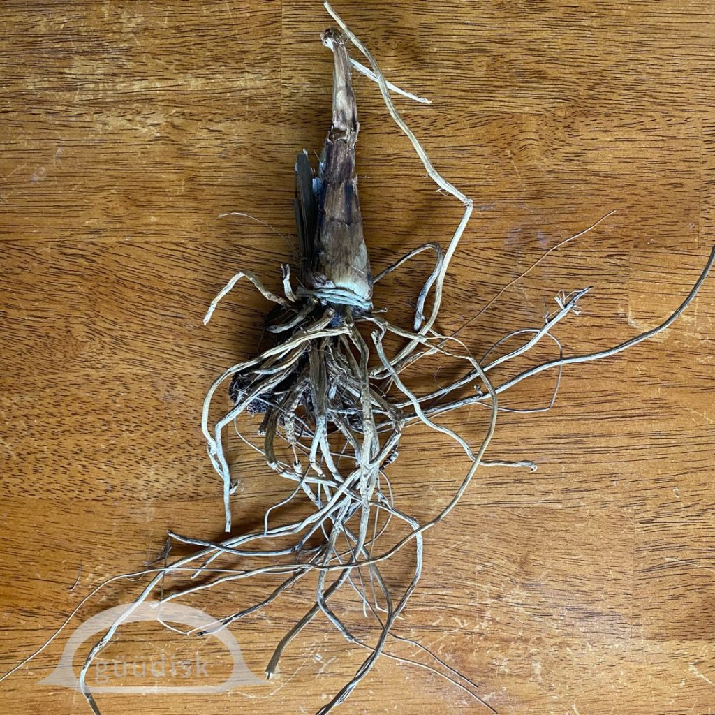 Dried huułens
