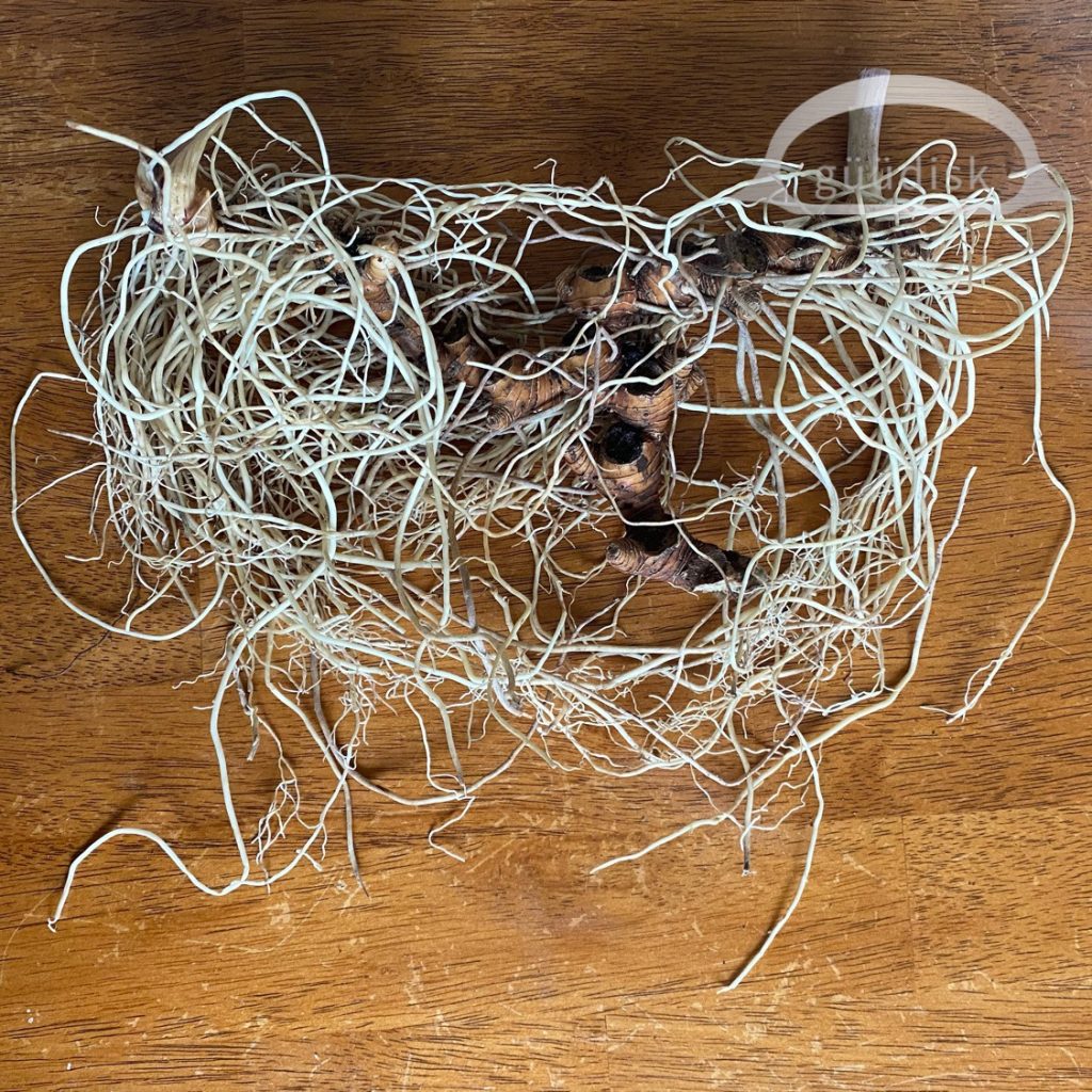 Cleaned huułens plant root