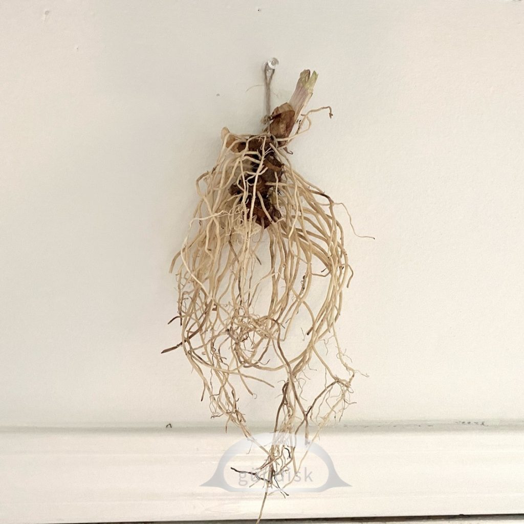 Huułens hanging above the doorway with twine, a thumbtack and scotch tape