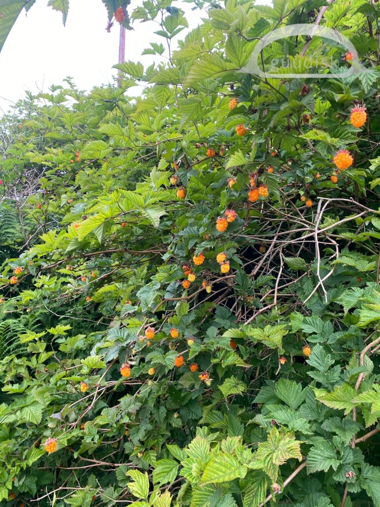 mature salmonberry bush