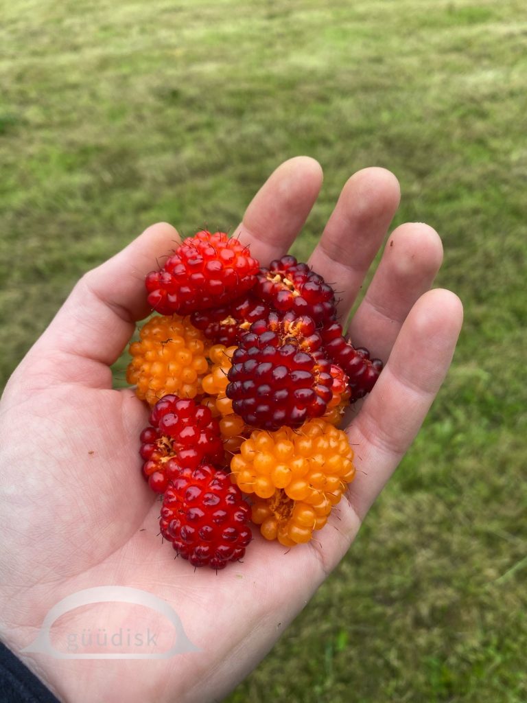 Red, orange and yellow ma̱ḵ'ooxs in the palm of a persons hand