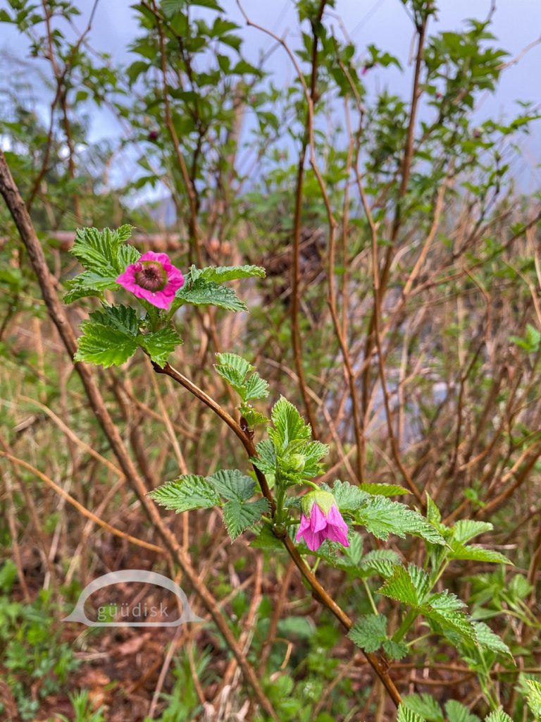 salmonberry bushes