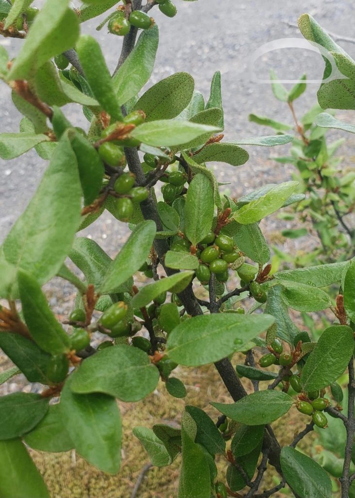 green ‘As plant