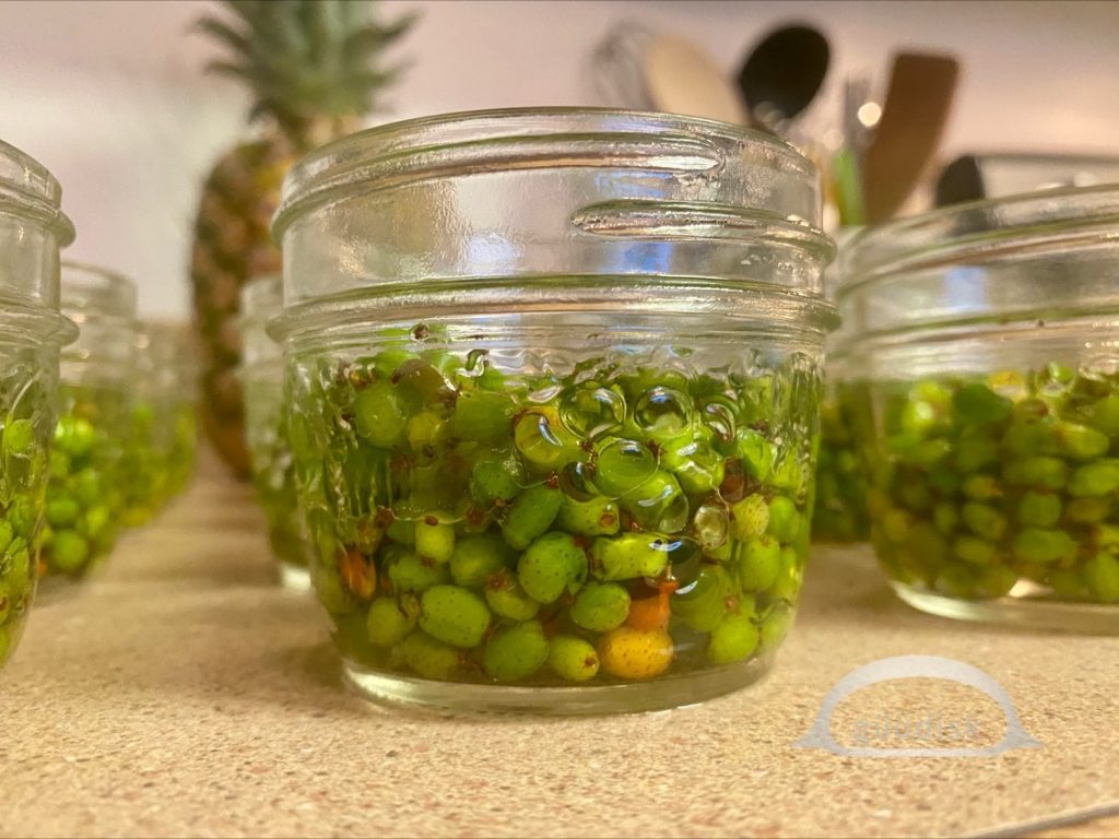 soapberries and water in jars
