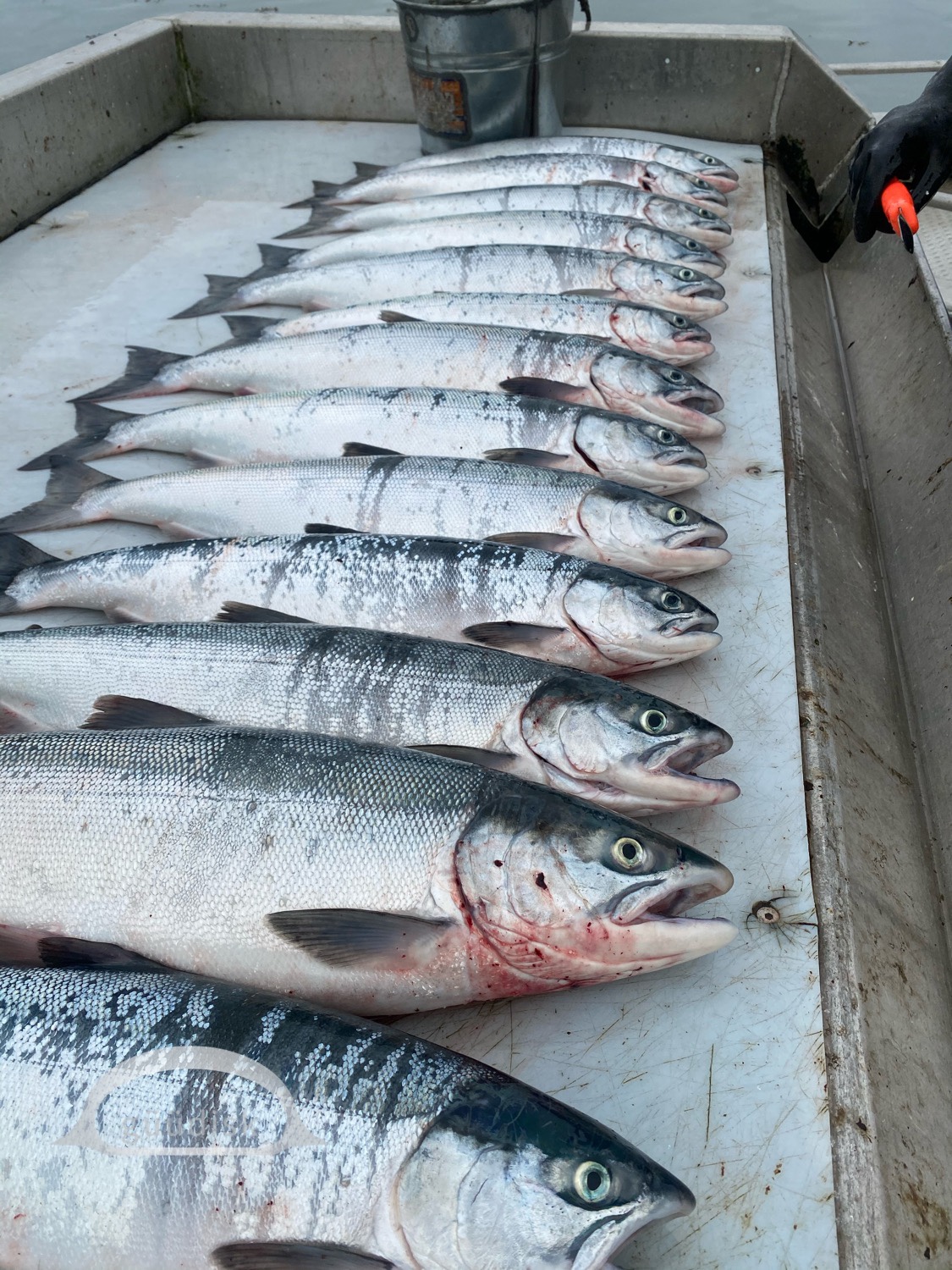 Adult sockeye salmon