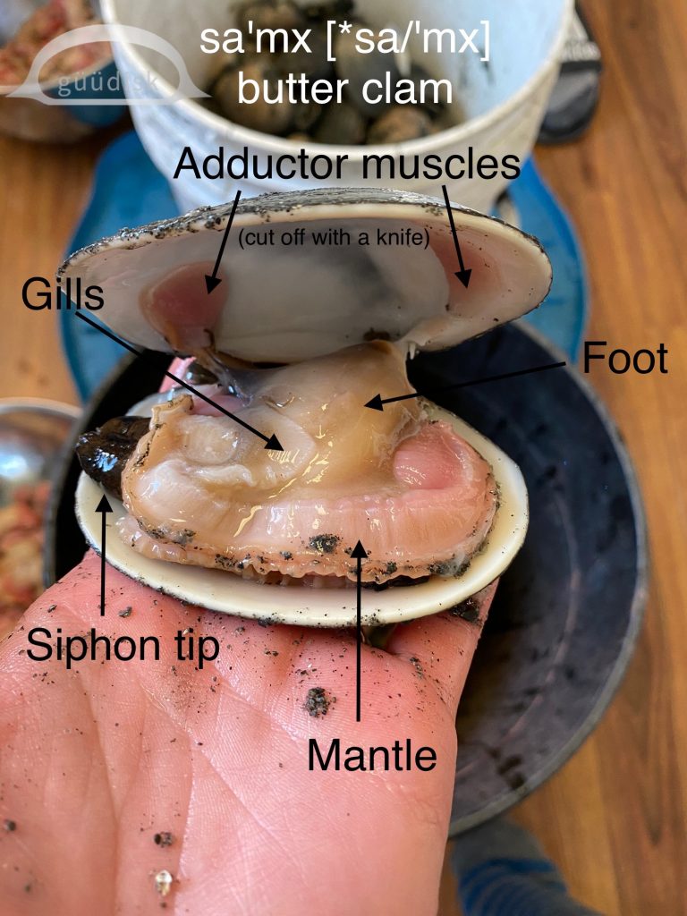 main body parts of the sa'mx - butter clam
